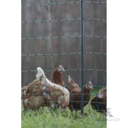 Hönsnät PoultryNet Premium 1,06x25m dubbla spetsar