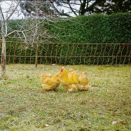 Stängselnät PoultryNet för elstängsel för fjäderfä 1,06x50m med stolpar