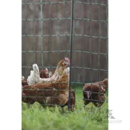 Hönsnät PoultryNet Premium