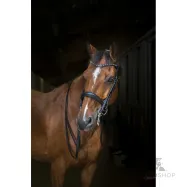 Kandar Hybrid Eric Thomas