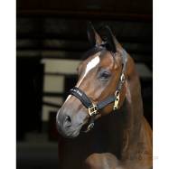 Grimma Werano Back On Track