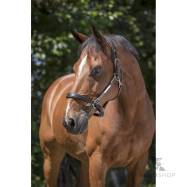 Lädergrimma Grooming Norton Pro