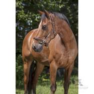 Lädergrimma Grooming Norton Pro