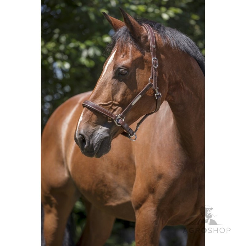 Lädergrimma Grooming Norton Pro