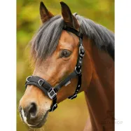 Kapson Economic Waldhausen