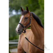 Grimma TopLine Covalliero