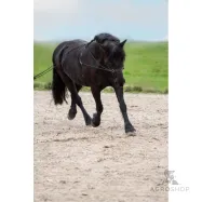 Longeringsgjord dubbel Free Ride Imperial Riding