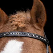 Shetlandsträns Stormy Imperial Riding