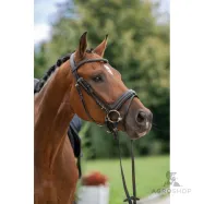 Träns Swedish Covalliero