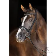 Träns Swedish Covalliero