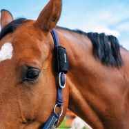 Skyddsband för GPS-spårare FENCEe EquiGPS Track SafeWrap