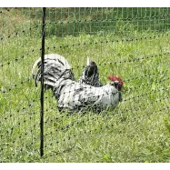 Stängselnät PoultryNet för fjäderfä 1,06x25m med benstöd